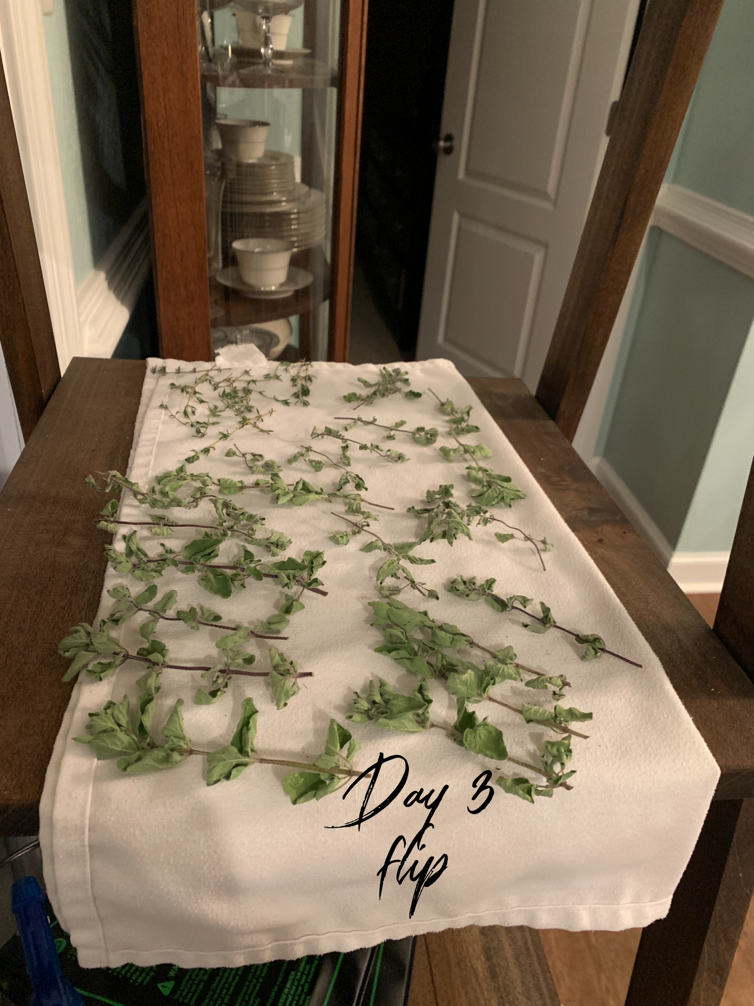 day 3 of drying herbs on a white towel