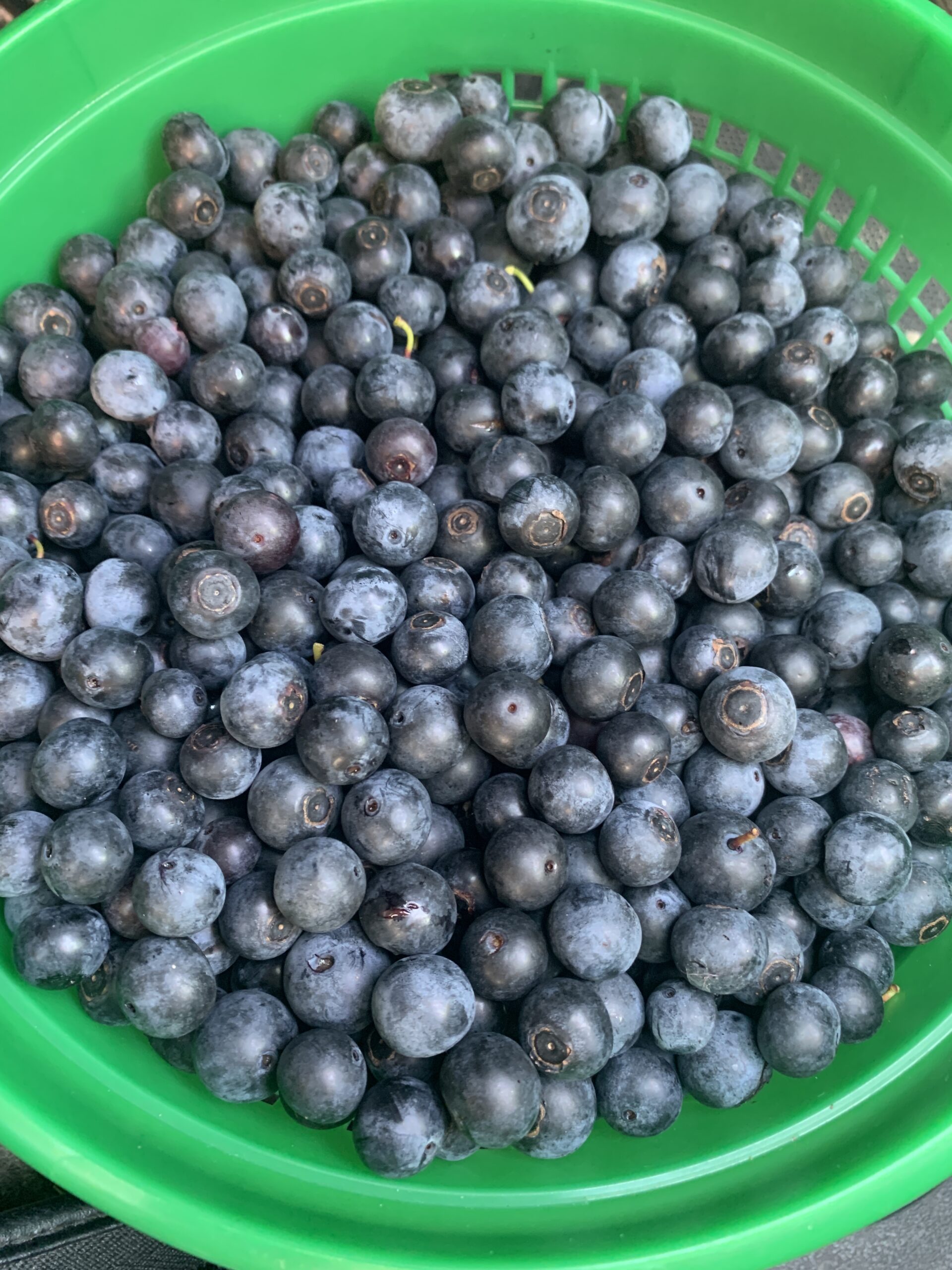 green bucket of fresh blueberries