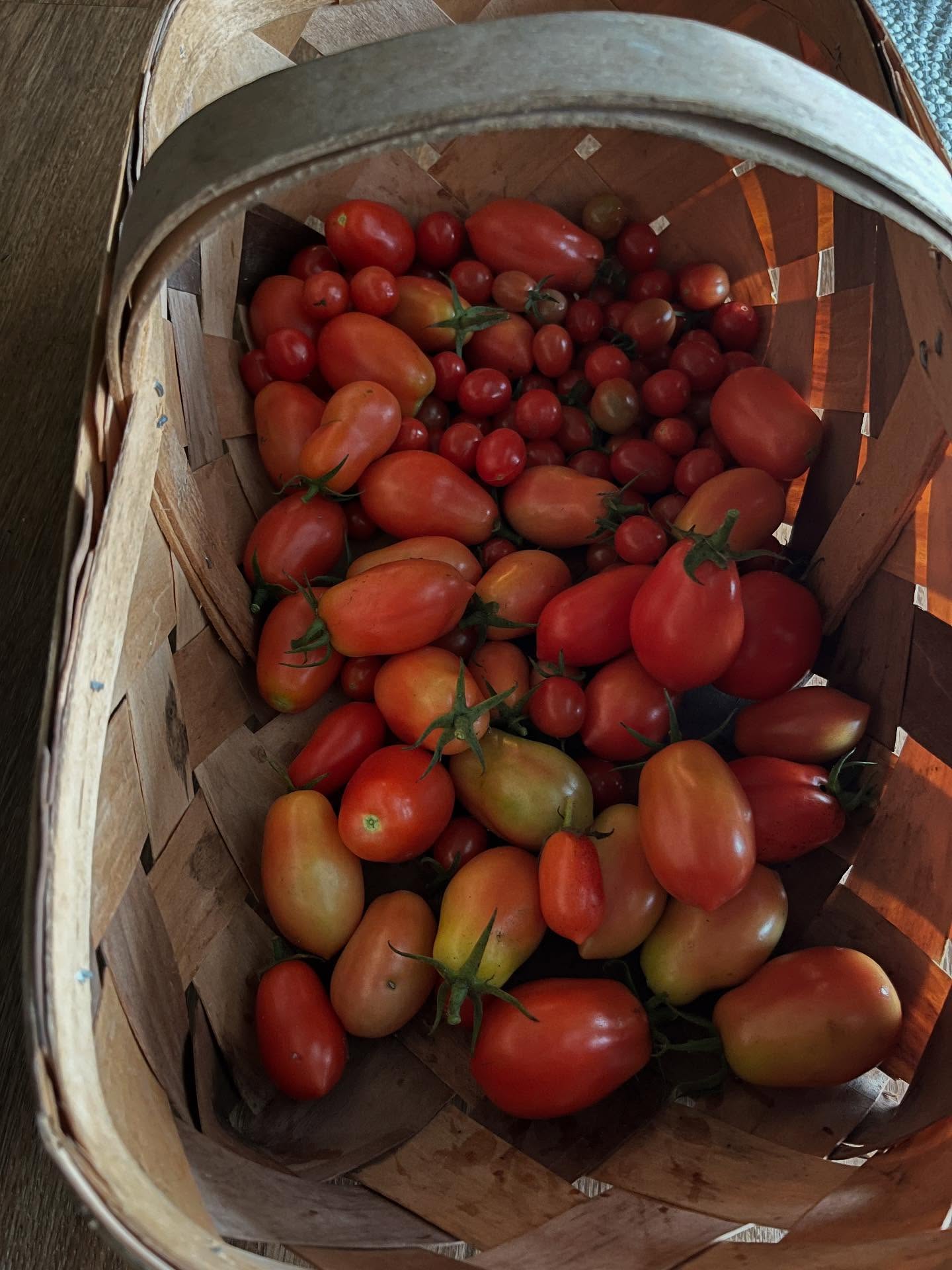 a woven basket full of all sized tomatoes in different shades of red and orange