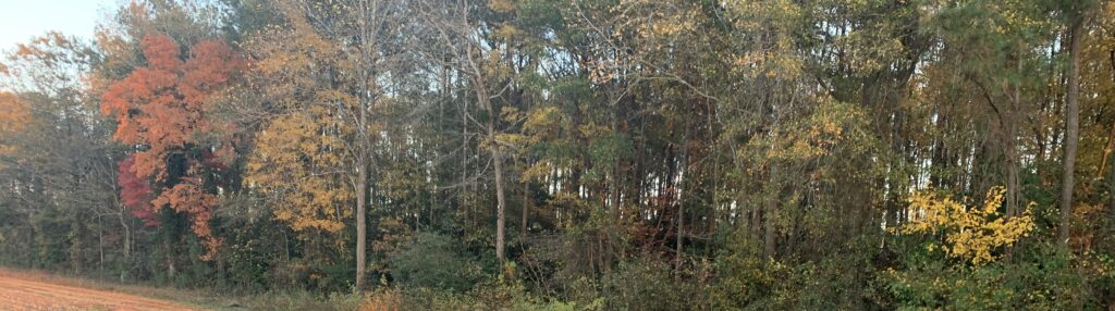 tree line showing fall colors and evergreen trees