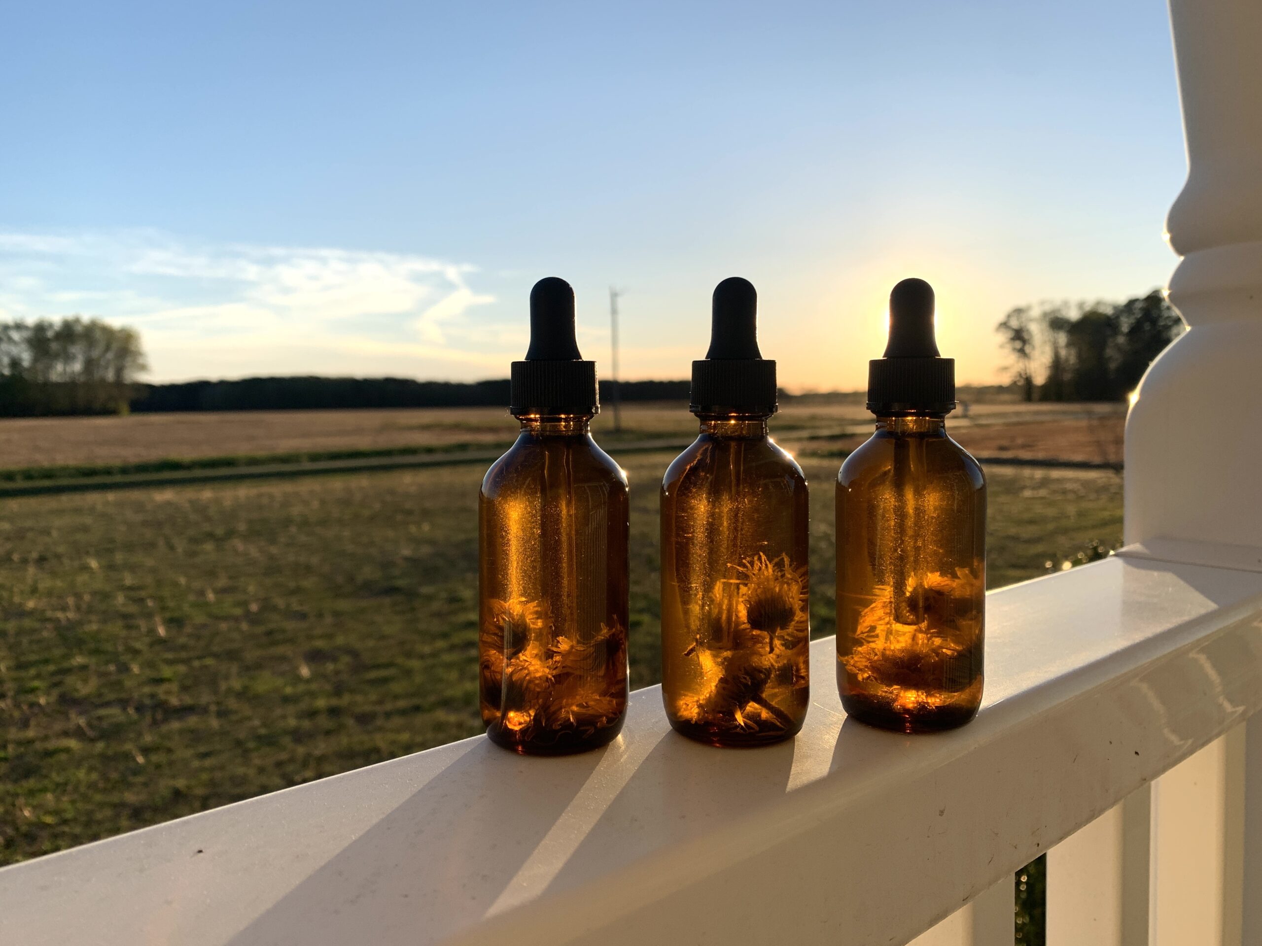 three amber bottles of calendula oil sitting on a white porch railing in front of the golden afternoon sun