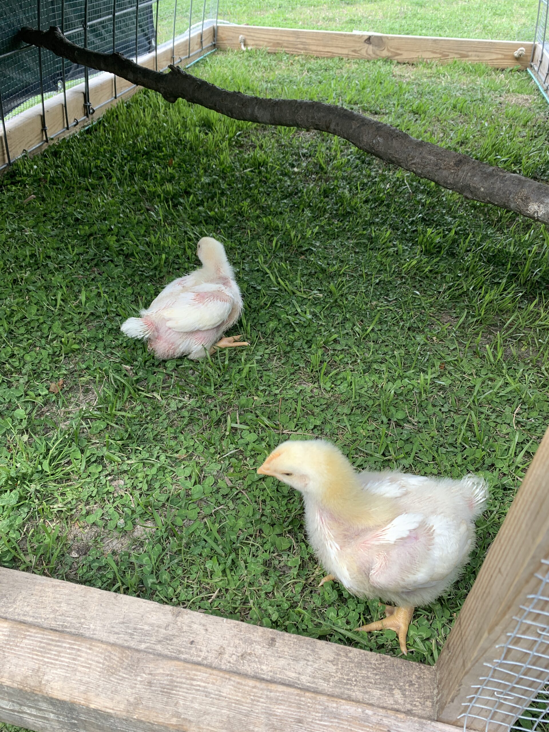 two meat birds in enclosure on fresh pasture