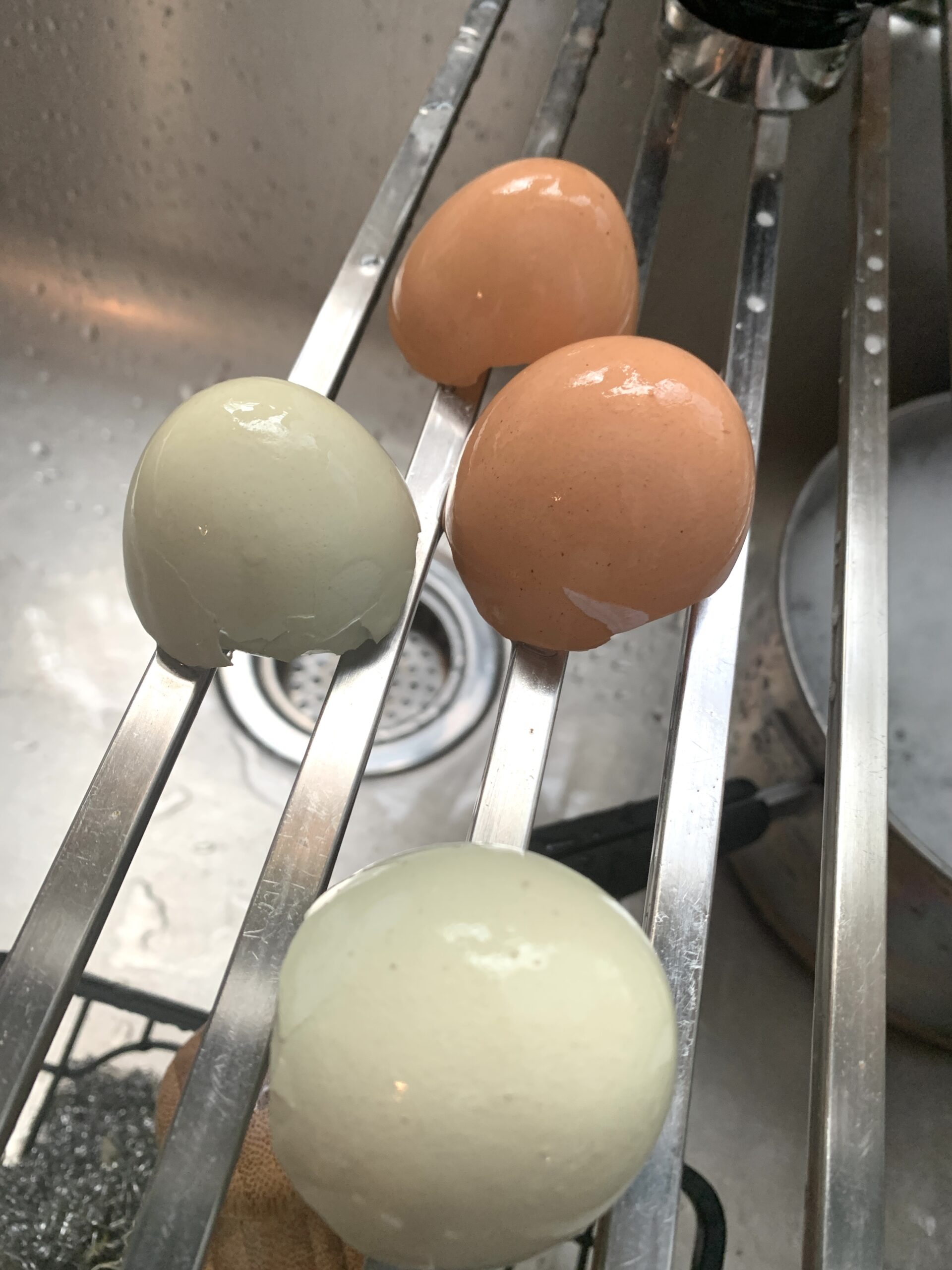 brown and blue eggshells drying on a stainless steel drying rack