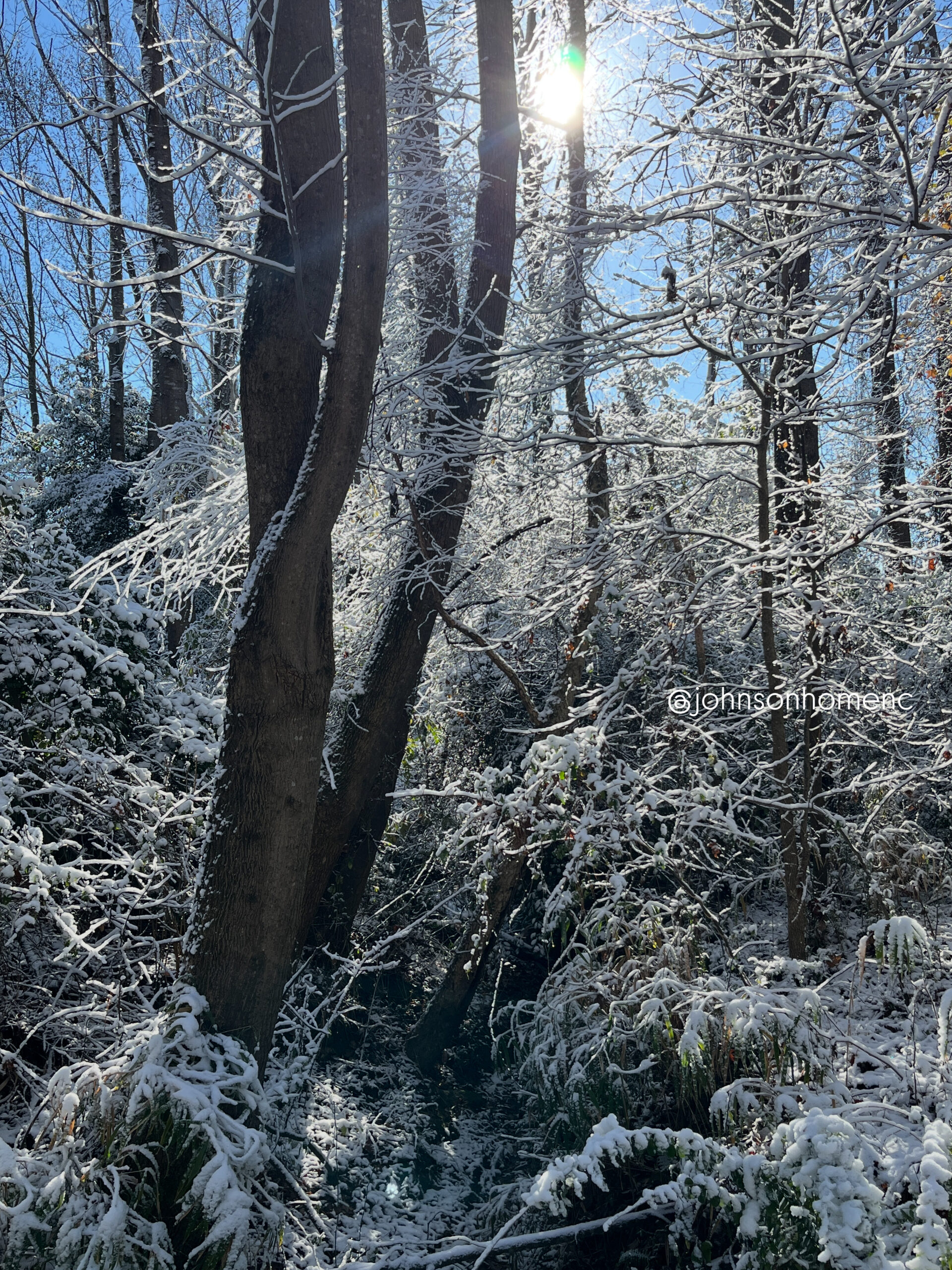 winter trees covered in snow on a sunny day