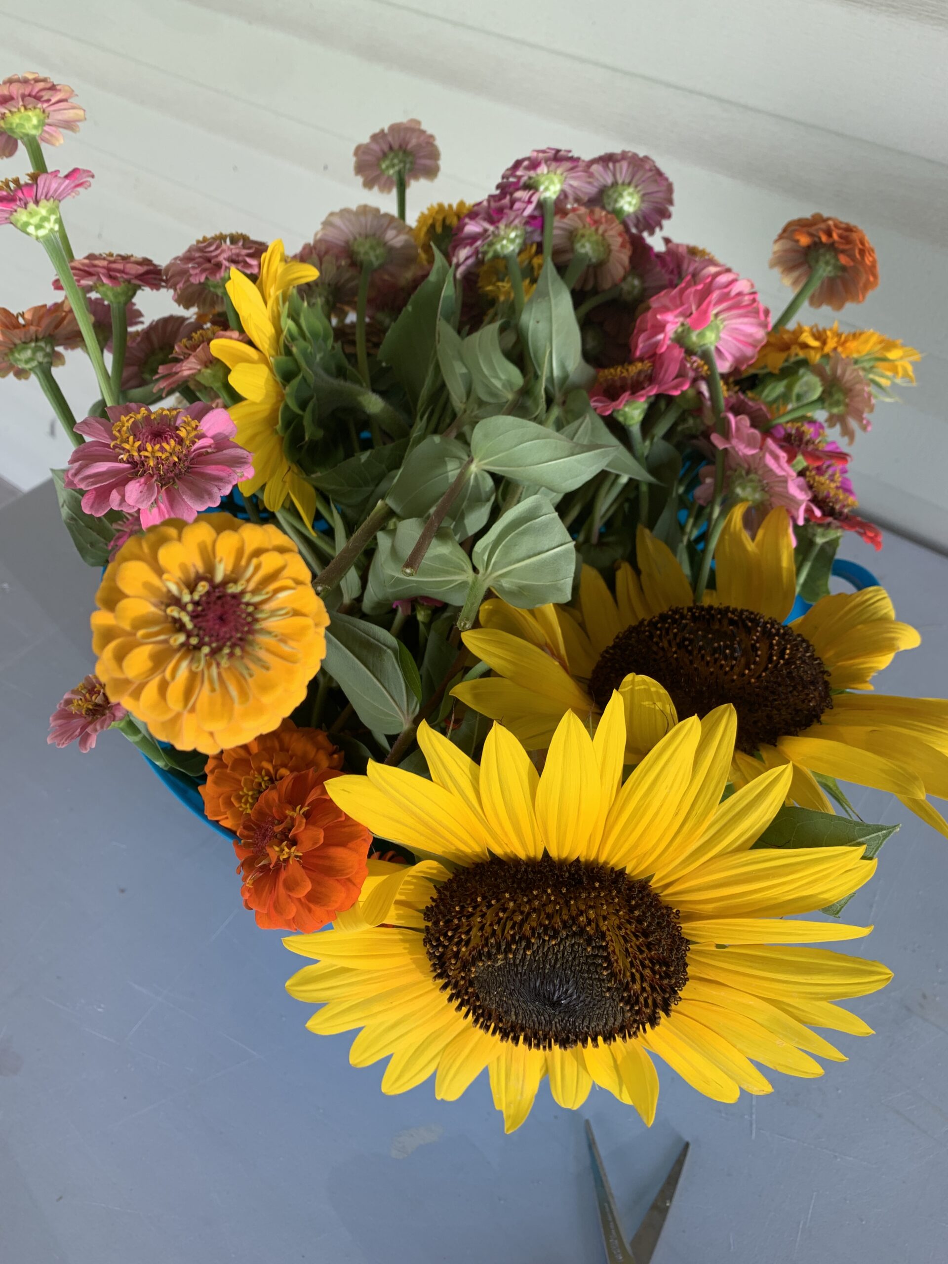 bucket of sunflowers and zinnias sitting on a white table