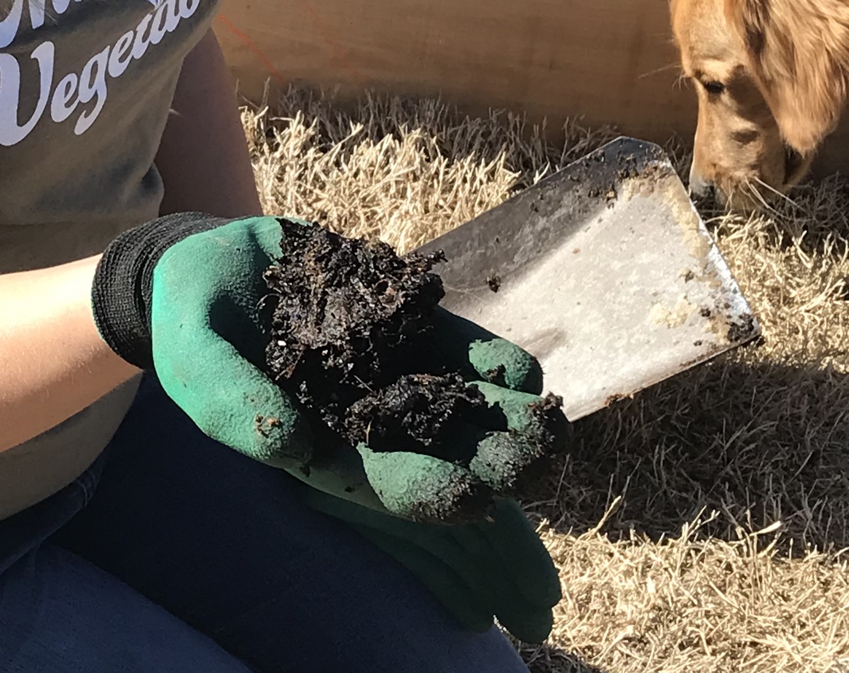 green gloved hand holding a handful of beginner homesteading money saving compost made at home