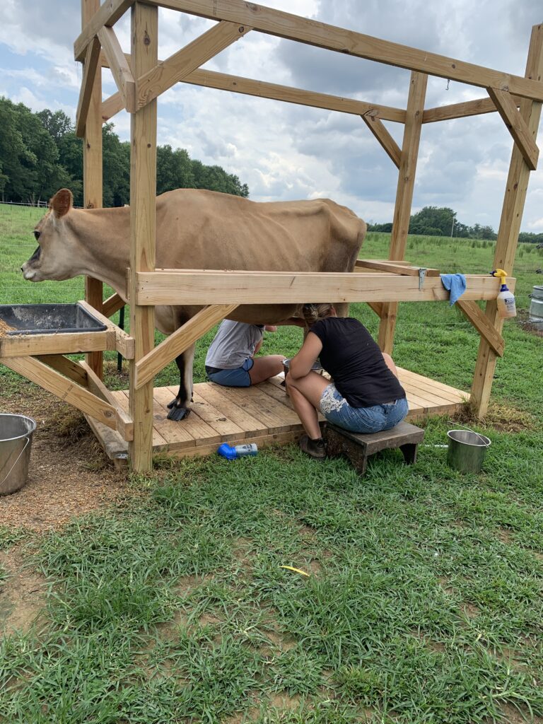 Two ladies sitting on either side of a stanchion milking a dairy cow at Barrett Cabin Farms