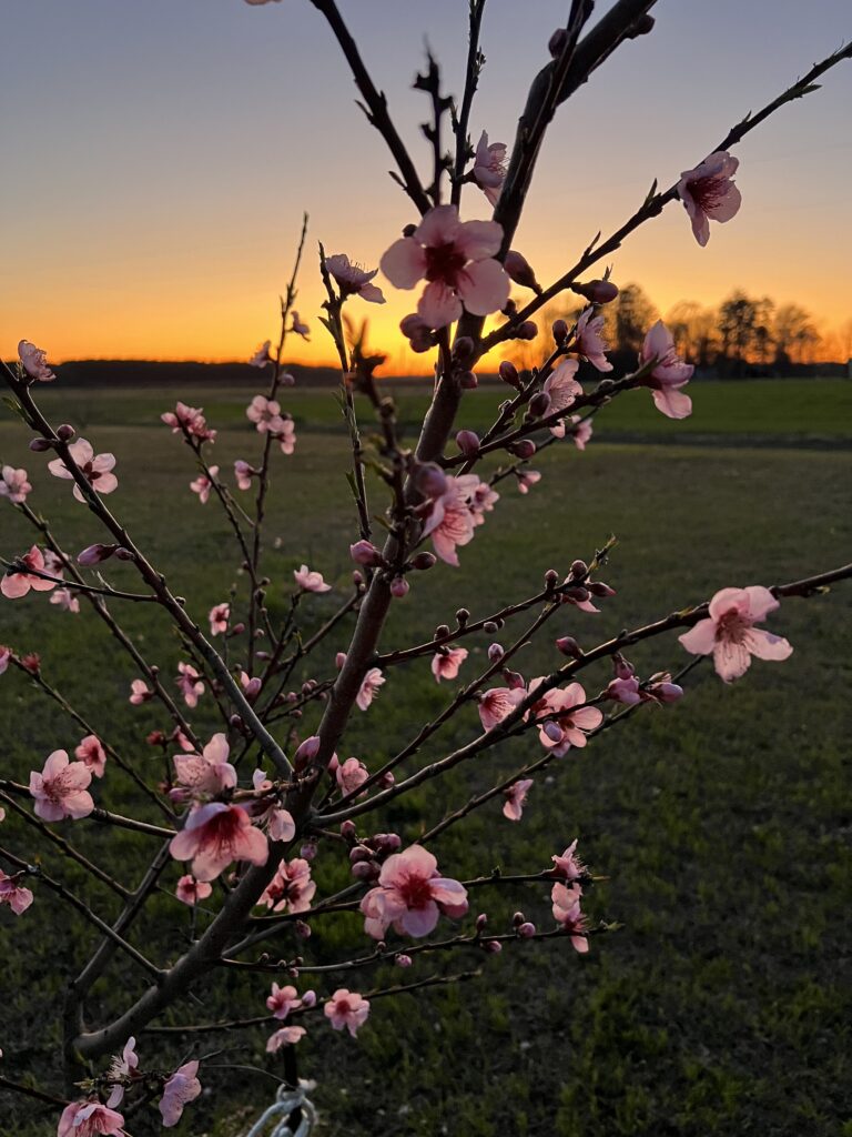 peach tree full of pink blooms in front of a setting sun on the homestead
