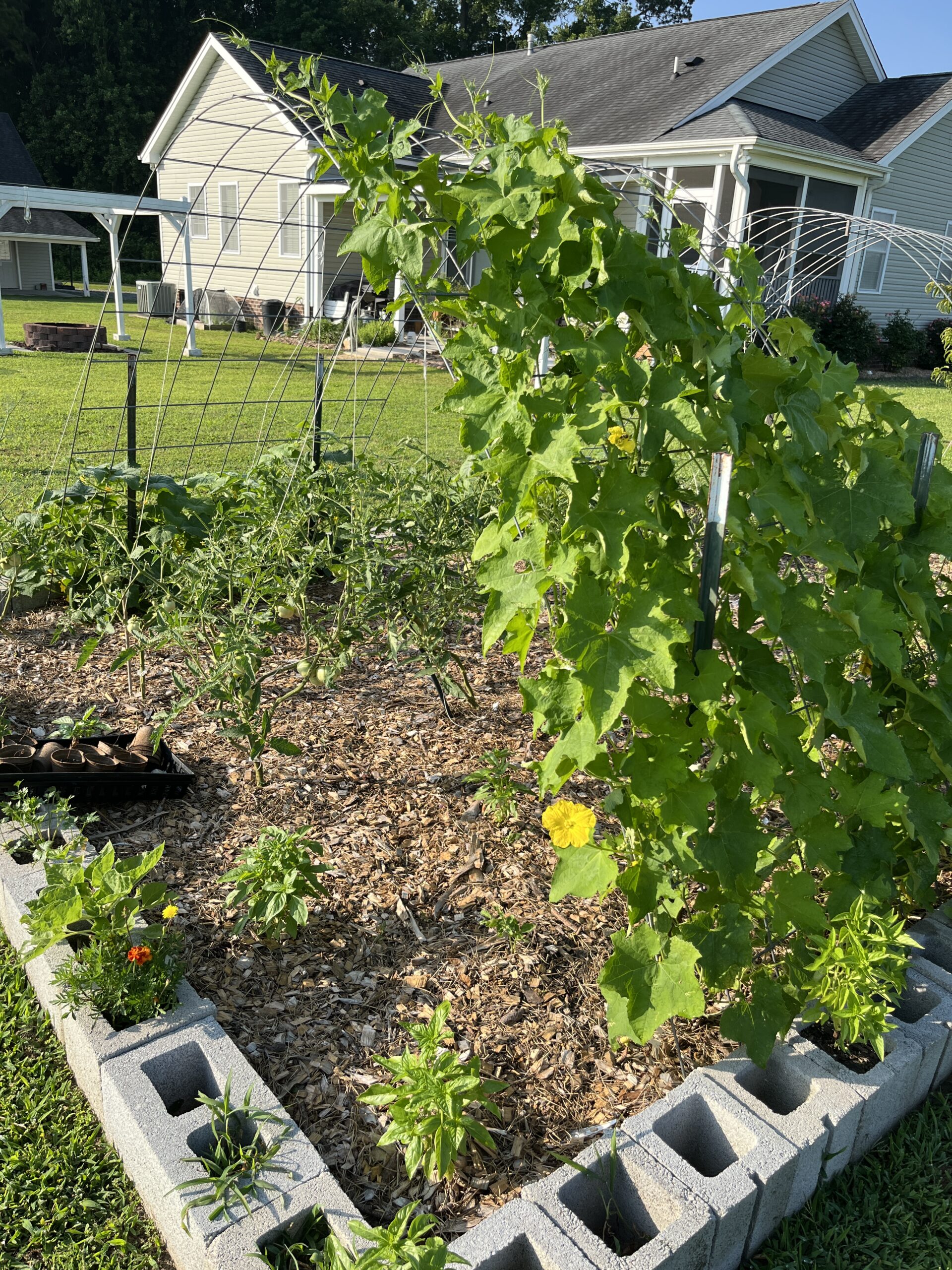 in ground garden bed with a cattle panel of gourds growing over it make a great analog living in summertime activity