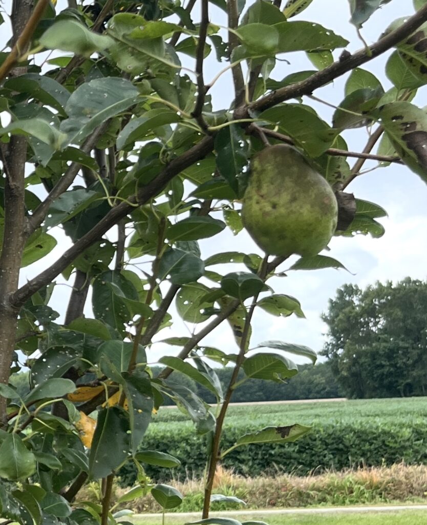 a single pear on a lush green pear tree