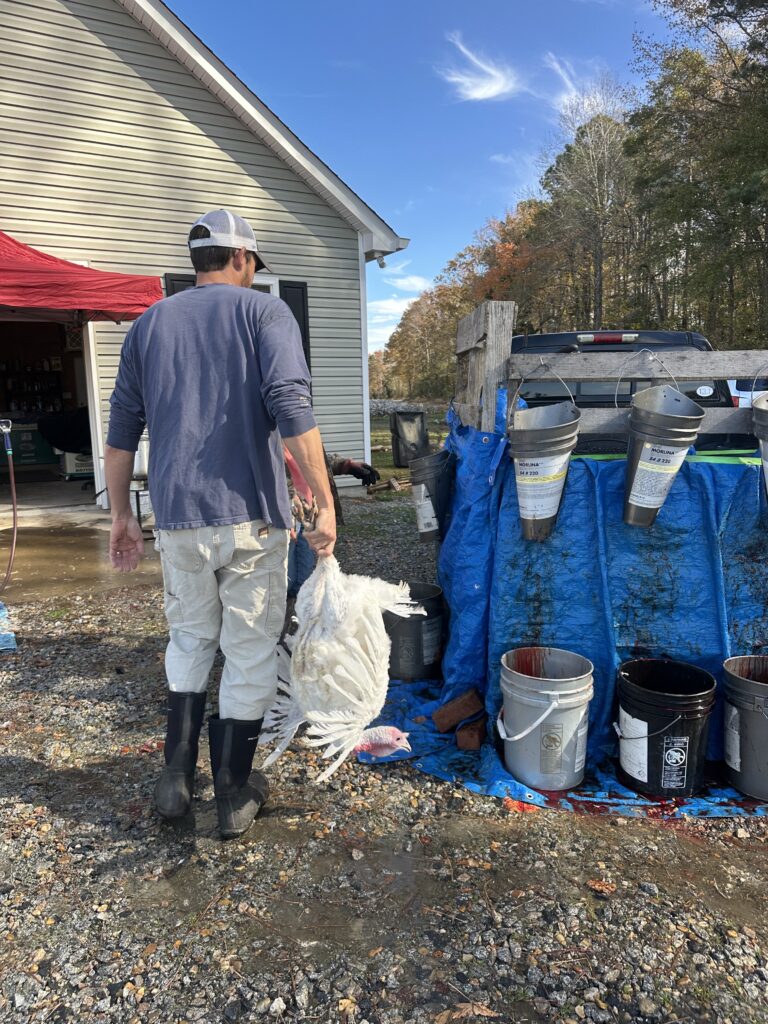 man in blue shirt holding a live turkey by its feet walking towards the chicken processing killing cones