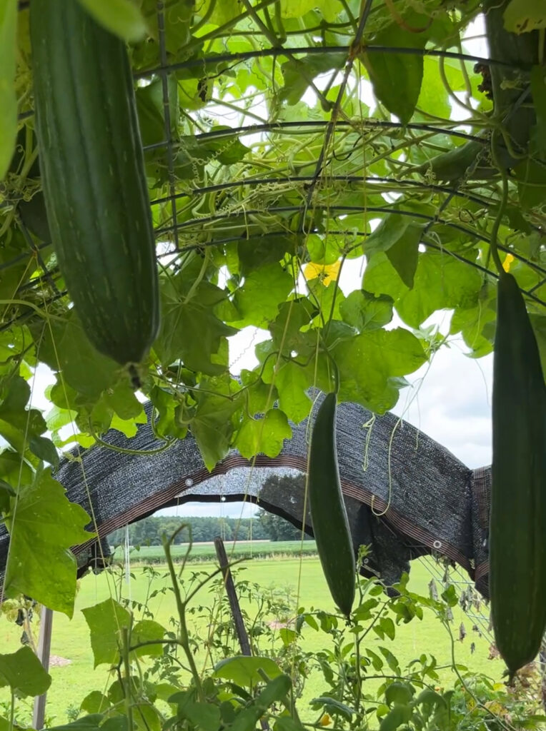long green luffa gourds hang from a cattle panel arch over a tomato garden on a bright summer day on a small homestead