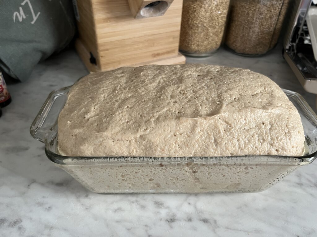 honey wheat bread on its second rise in a glass loaf pan on a marble countertop