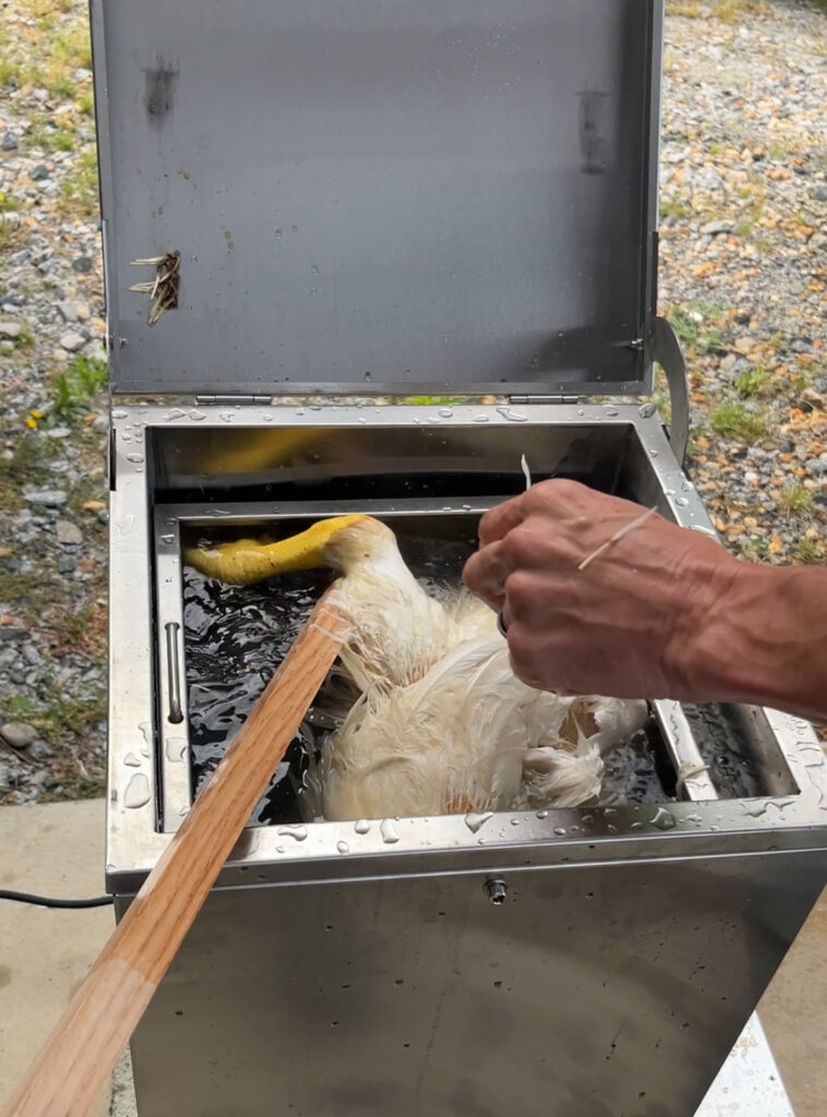 hand pulling white chicken feathers out of a scalded chicken being lifted with a wood stick out of the water of a chicken scalder