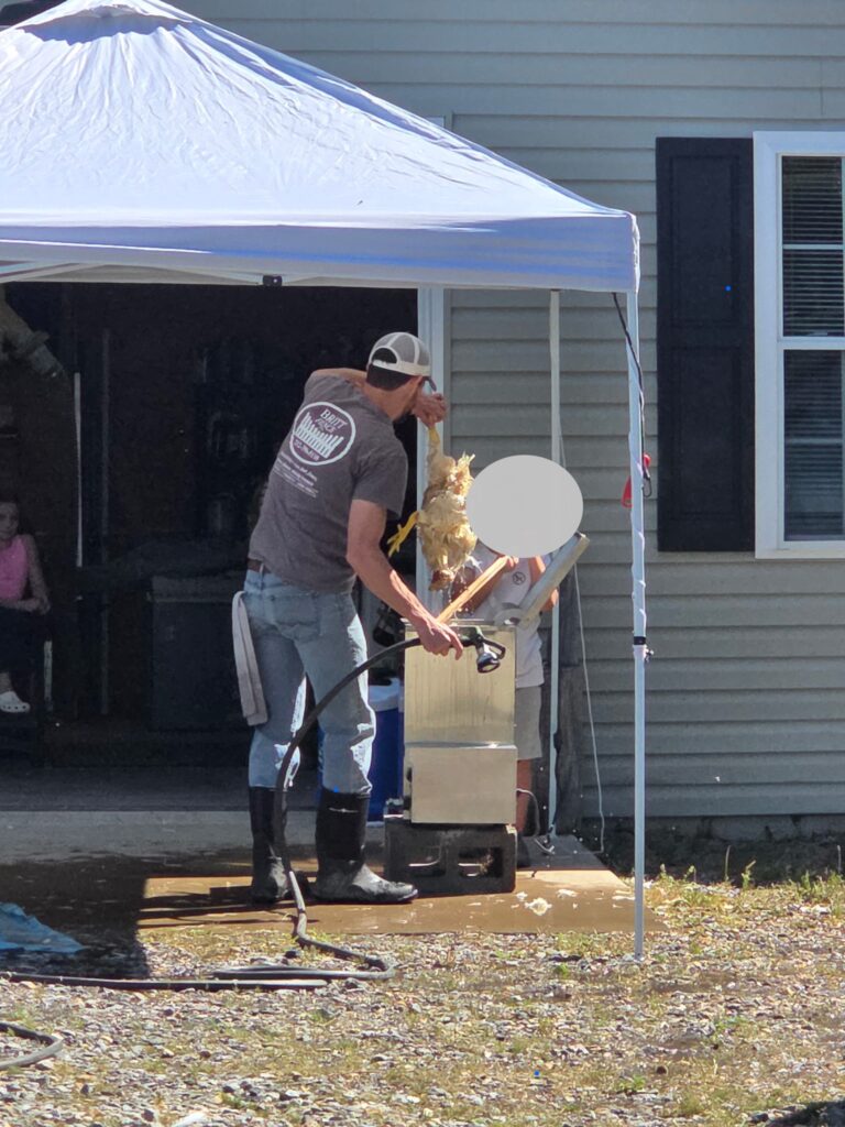 man in gray shirt holding a water hose lifting a white chicken