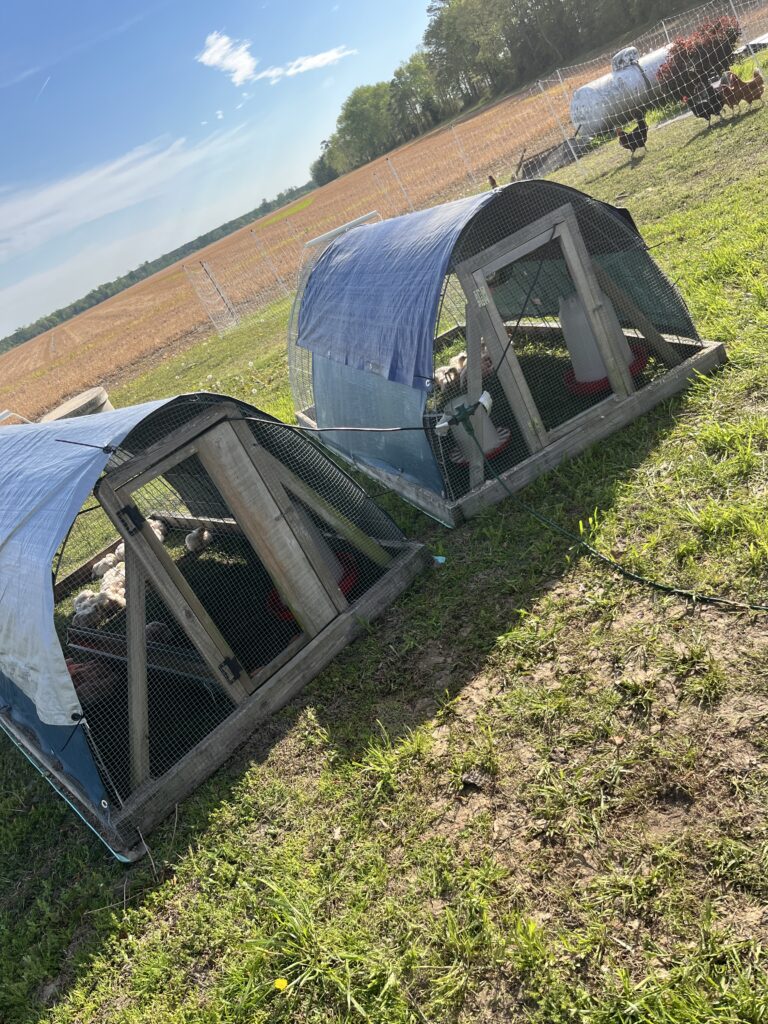 two small scale meat chickens tractors with blue tarps on top on grass in front of a barren row crop field in the background