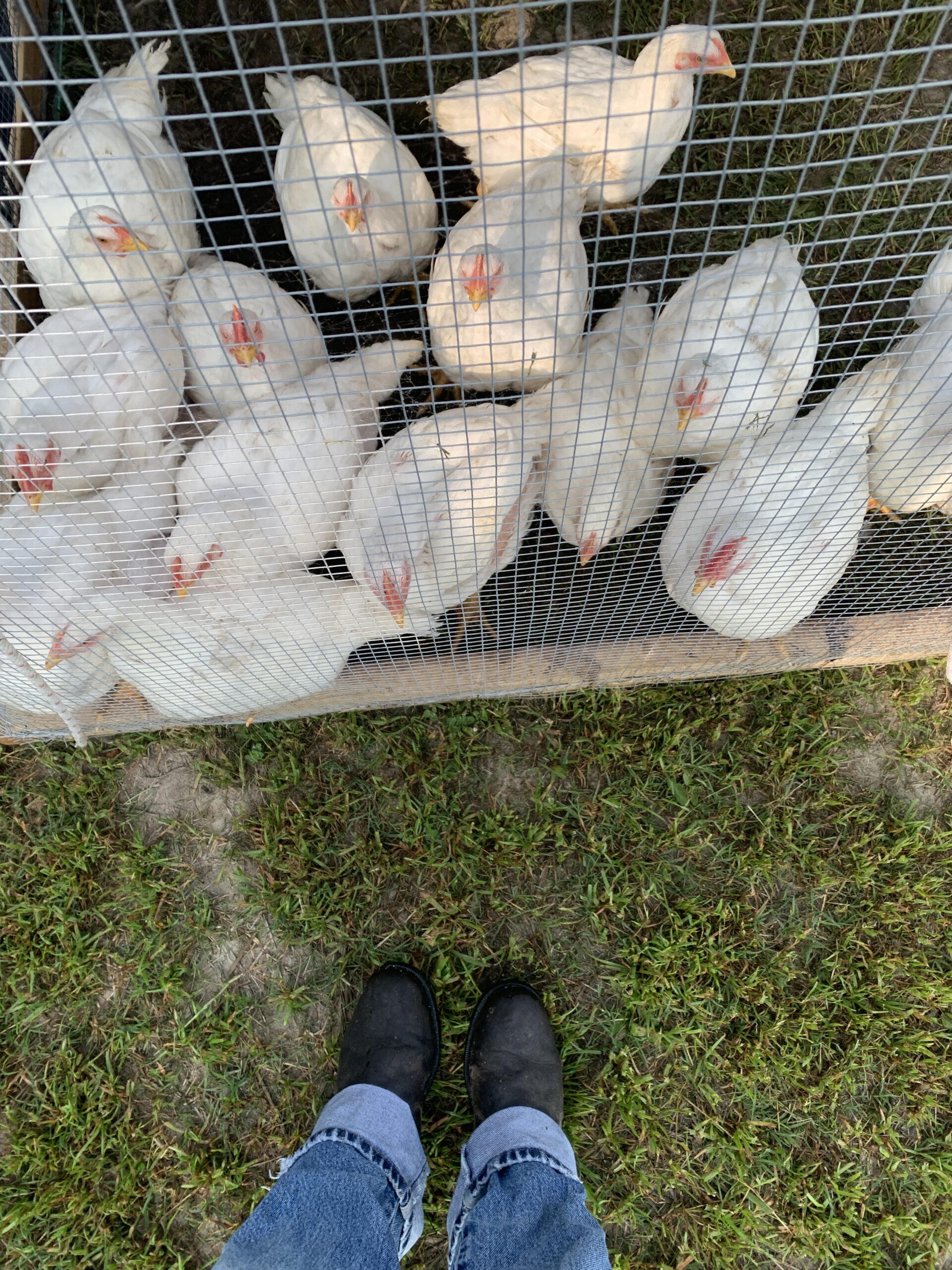 booted feet in the foreground of a bird's eye view shot of white birds in a fence on grass in a small scale meat chickens operation